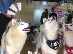 -Husky Go! 哈士奇体验馆·宠物咖啡厅狗咖
