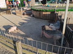 -前小桔亲子创意农场·草莓采摘·露营烧烤