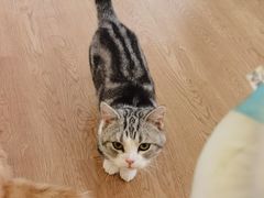 -1013 PET SHOP精品宠物商店(丁香店)