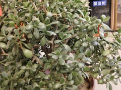 -慧丰烧烤