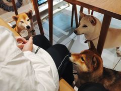 -柴务处·柴犬主题狗咖