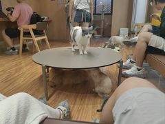 -MOCHA明星猫咖(田子坊店)