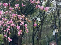 -苏州上方山国家森林公园