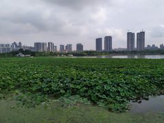 -月湖风景区