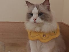 -滚猫咖啡·猫咖·猫友好撸猫(未来城店)