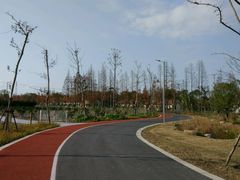 -上海长兴岛郊野公园