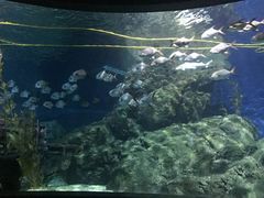 -暹罗海洋世界