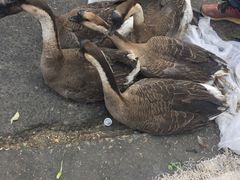 -清远三鸟海鲜农贸市场