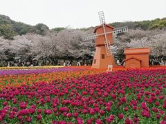 -苏州上方山国家森林公园