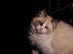 -lincat·猫舍(广州店)