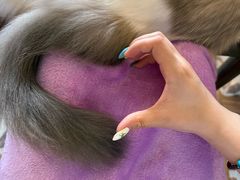-猫猫幼稚园·撸猫·桌游·电玩