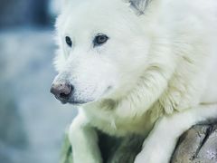 -大连圣亚海洋世界