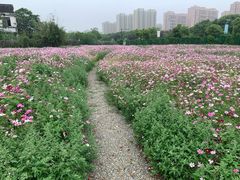 -菊园百果园