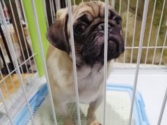 -龟与熊猫宠物公园(南坪店)