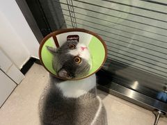 -御宝贝·A梦猫科宠物医院(国际猫友好医院)