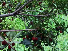 -塘栖枇杷特色园区