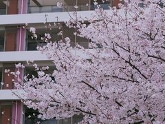 -高东镇樱花园