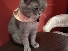 -猫色咖啡·猫咖