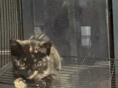 -伟伟宠物医院·瑞派猫友好医院·猫科(光谷店)