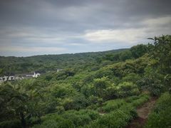 -西山樟坞健康果园枇杷杨梅采摘