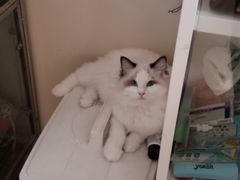 -芭比堂宠物医院·全科爱猫医院·仁德分院