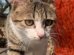 -九鼎轩脆毛肚火锅(商业街店)