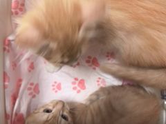 -嘉馨宠物医院·CT影像转诊·心脏科·犬猫全科诊疗中心(下沙大学城院区)