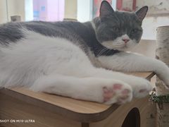 -酷豆宠物咖啡·宠物美食·撸猫馆