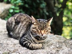 -梅黛奥拉修道院