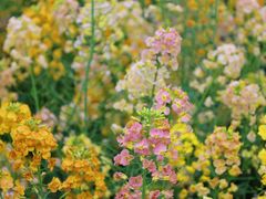 -中国天府农业博览园