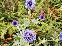 -白草畔自然风景区