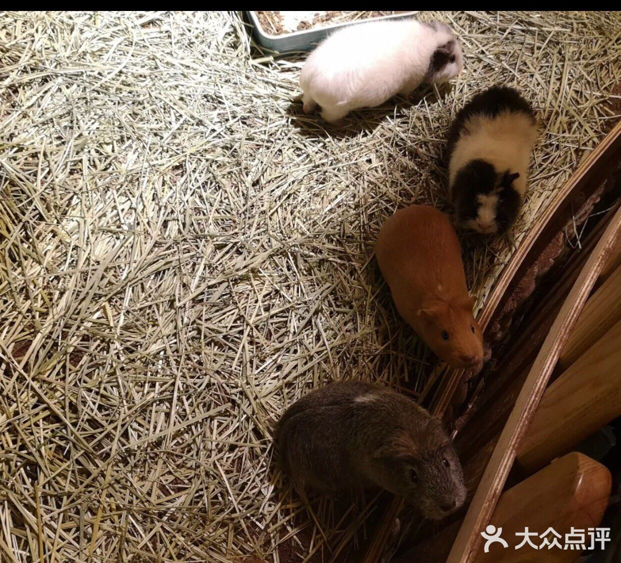带孩子来体验一次宠物互动体验馆。
