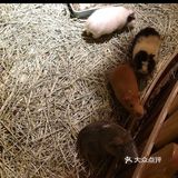 带孩子来体验一次宠物互动体验馆。