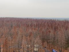 -黄海国家森林公园