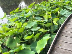 -墨尔本皇家植物园