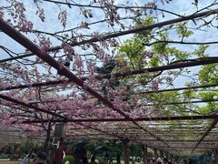 -嘉定紫藤园