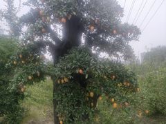 -温江公园