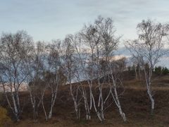 -塞罕坝国家级自然保护区