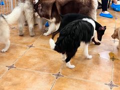 -Let's go狗咖·猫咖·奶狗·桌游(春熙路IFS店)