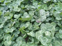 -祥源·阜阳生态乐园