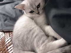 -博特宠物医院24h犬猫全科.骨科·异宠