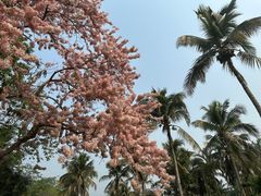 -中国科学院西双版纳热带植物园