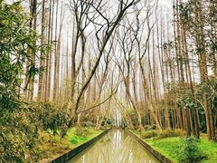 -上海滨江森林公园