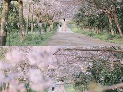 -南山植物园
