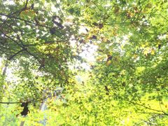 -西湖风景区-江洋畈生态公园