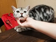-猫友咖啡店(玉林西路店)