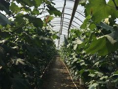 -马陆小张葡萄园农家乐