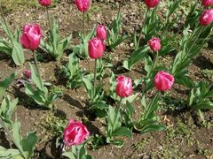 -昆山城市生态森林公园