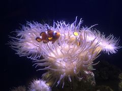 -悉尼海洋生物水族馆