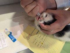 -御宝贝·A梦猫科宠物医院(国际猫友好医院)